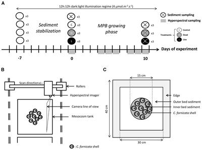 Subtidal Microphytobenthos: A Secret Garden Stimulated by the Engineer Species Crepidula fornicata